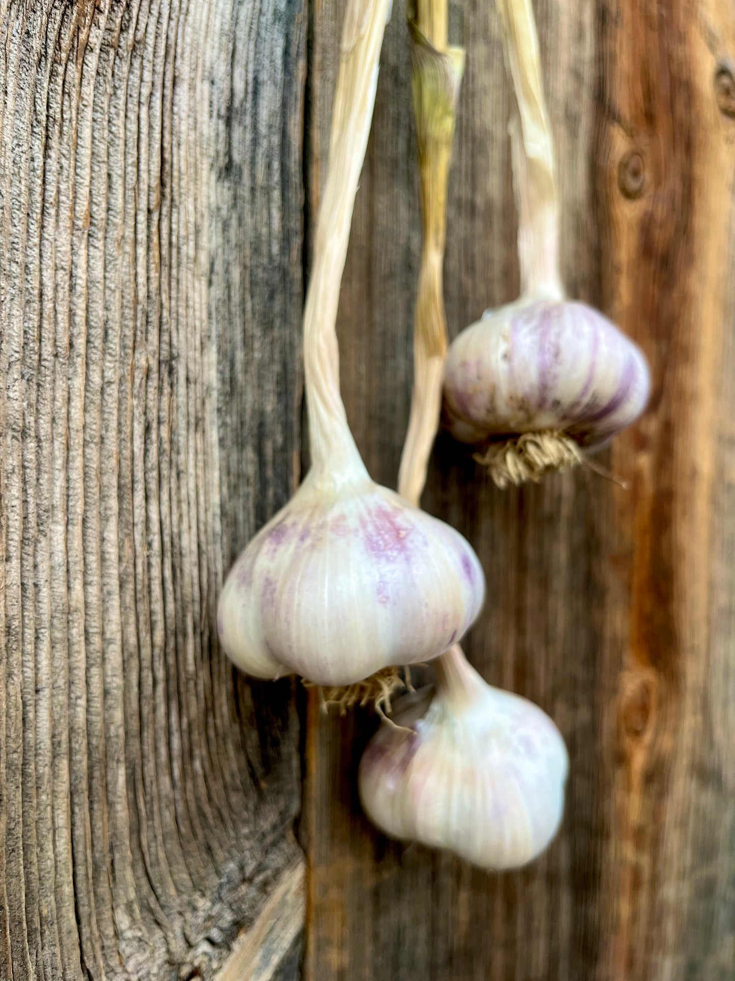 Tochliavri 'Red Toch'
