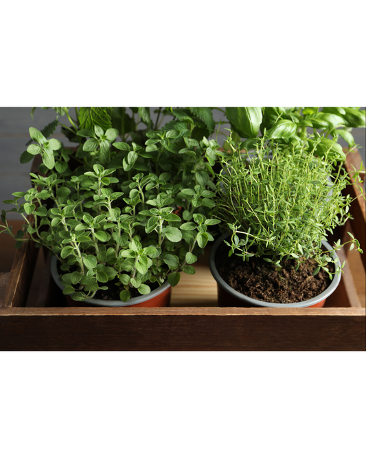 Herbs